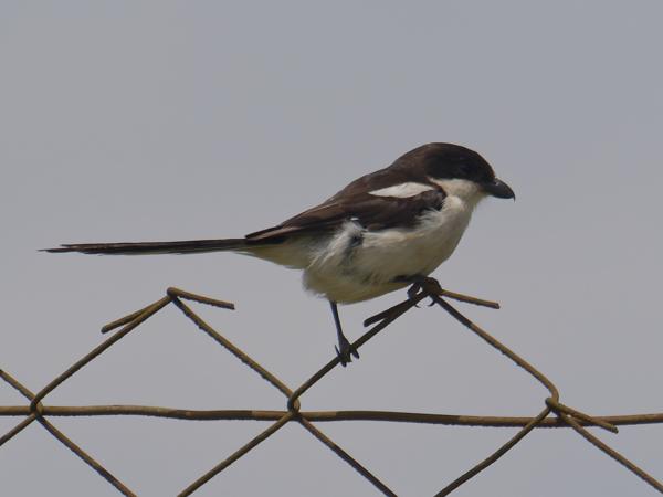 <h3><a href="/trips/tanzania/biota/animalia/chordata/aves/040 passeriformes/048 laniidae/lanius humeralis/lanius humeralis-nl.html">Lanius&nbsp;humeralis</a> / Northern&nbsp;fiscal / Noordelijke&nbsp;gekraagde&nbsp;klauwier</h3>OM-1 Mark II met M.300mm F4.0 + MC-14, 1/2000 sec  bij F5.6, ISO 320, afstand 25.1&nbsp;m